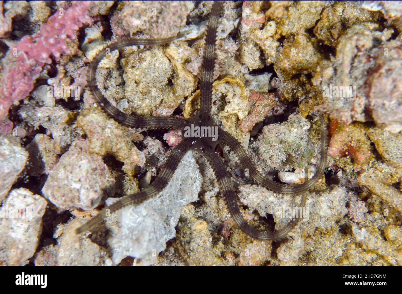 Seven-spine Brittle Star (Ophiarachnella septemspinosa), Crystal Bay Wall dive site, Padang Bai, Bali, Indonesia. Stock Photo