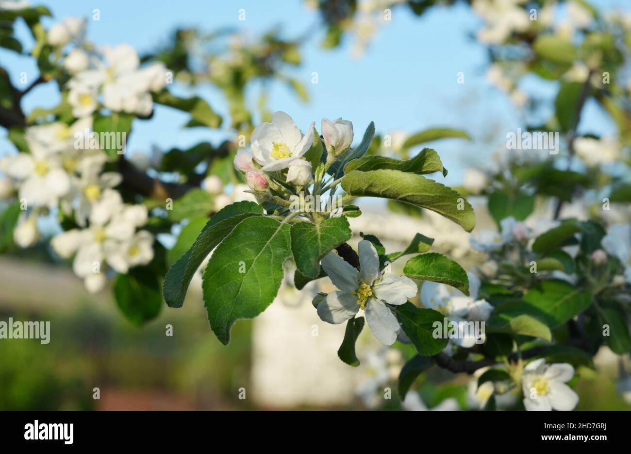 A close-up of a fruit tree, apple tree blossom, beautiful white flowers ...