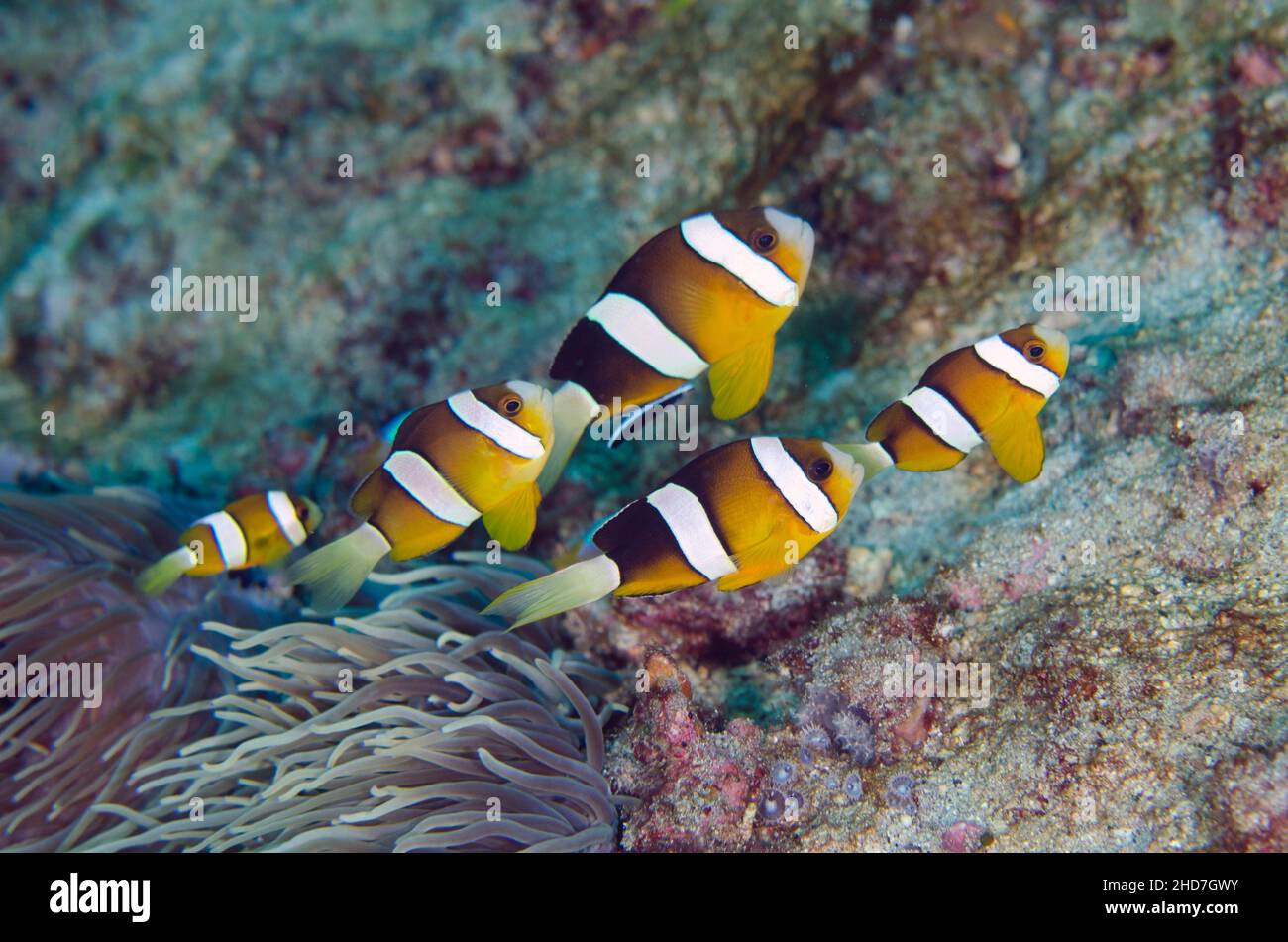 School of Clark's Anemonefish (Amphiprion clarkii) by Sea Anemone (Heteractis sp), Turtleneck dive site, Padang Bai, Bali, Indonesia. Stock Photo