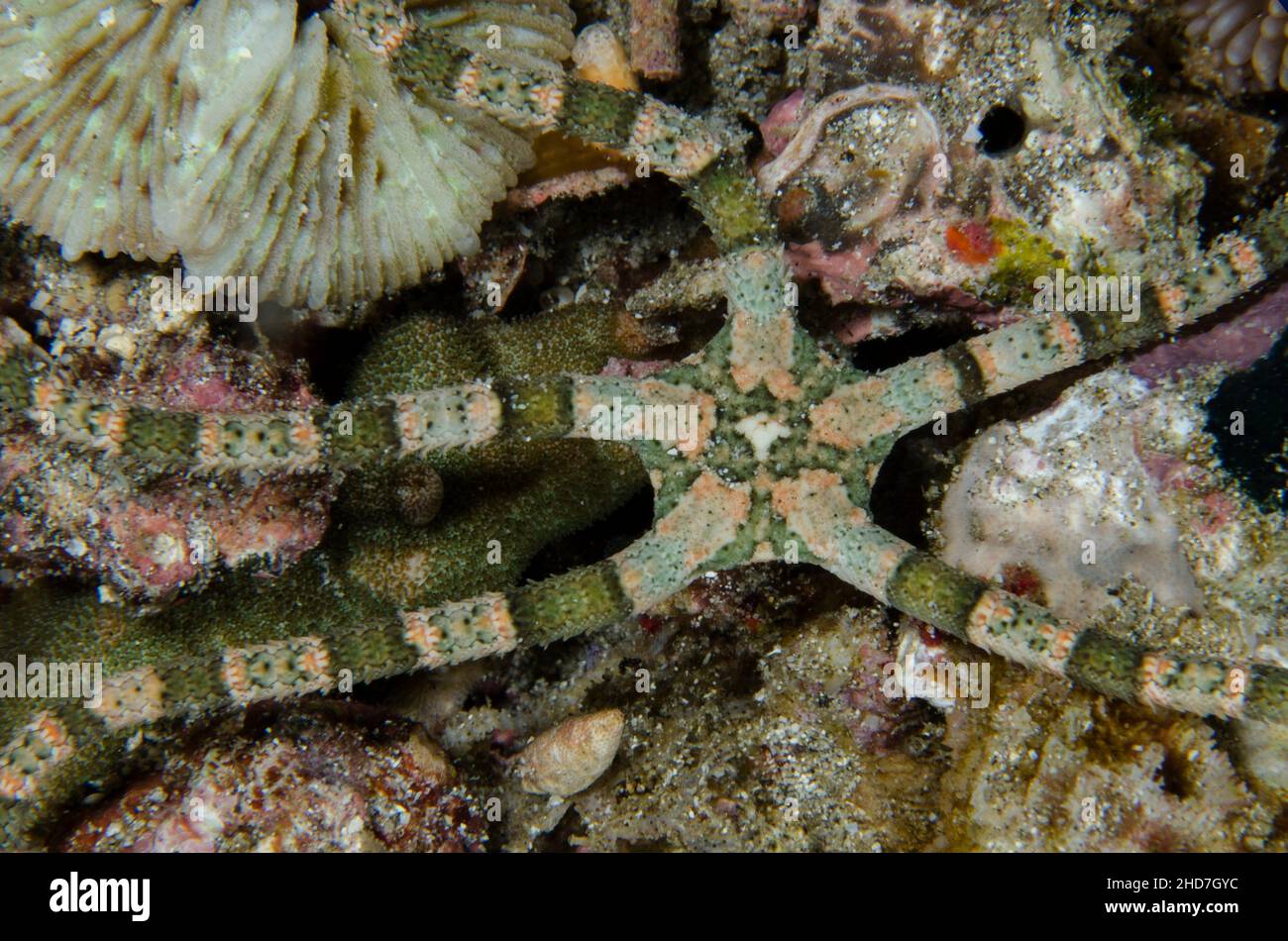 Gorgonian Brittle Star (Ophiarachnella gorgonia), Turtleneck dive site, Padang Bai, Bali, Indonesia. Stock Photo