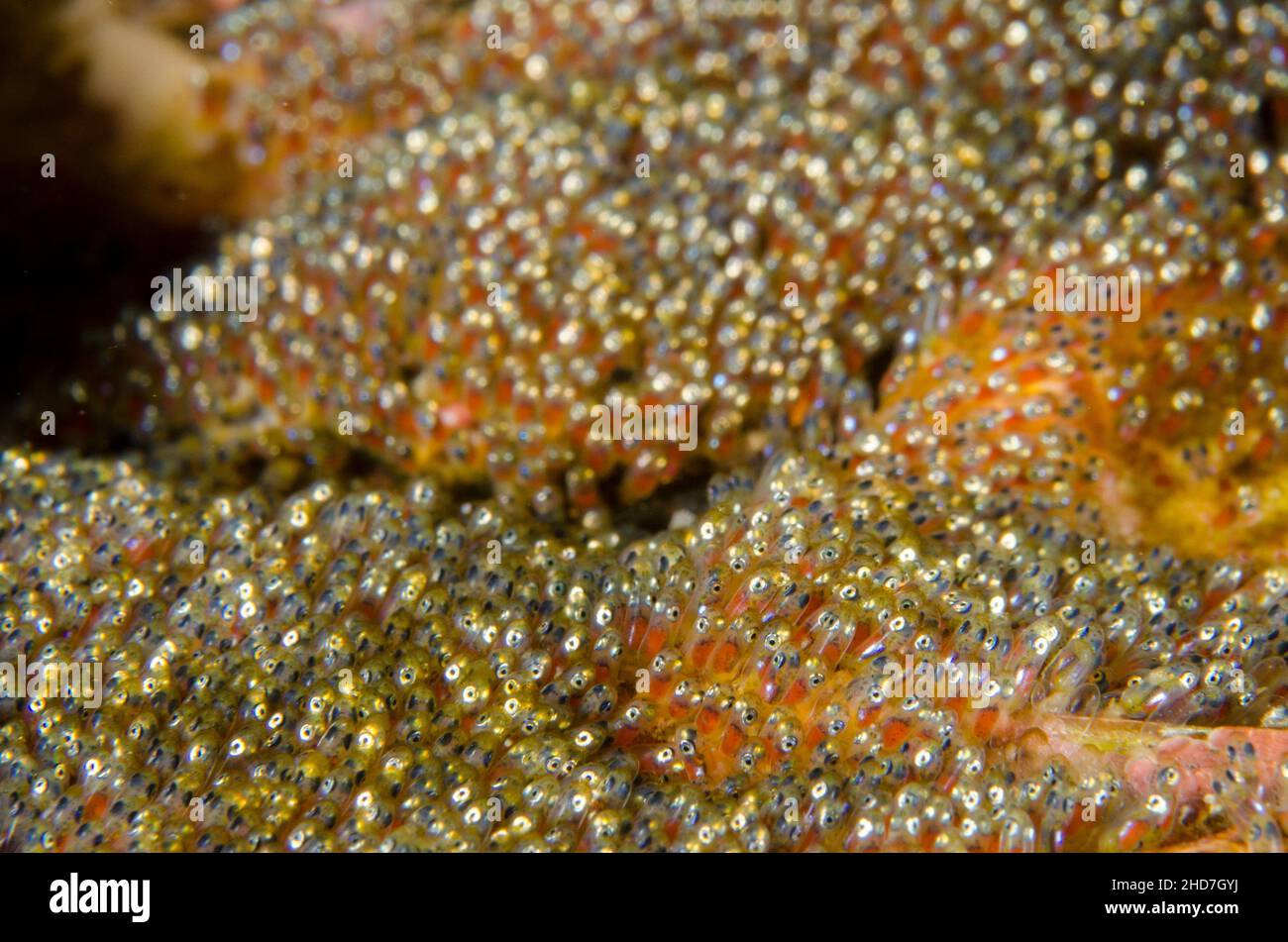Eyes in eggs of Clark's Anemonefish (Amphiprion clarkii)), Gili Tepekong dive site, Candidasa, Bali, Indonesia. Stock Photo