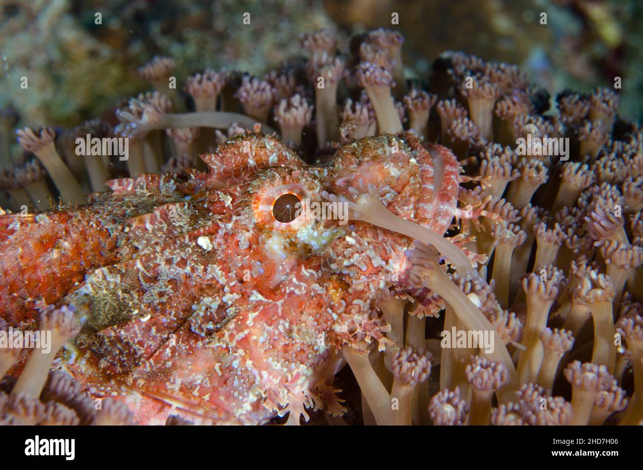 Tasseled Scorpionfish (Scorpaenopsis oxycephala) amongst stalked Flowerpot Coral polyps (Goniopora sp), Gili Tepekong dive site, Candidasa, Bali, Stock Photo