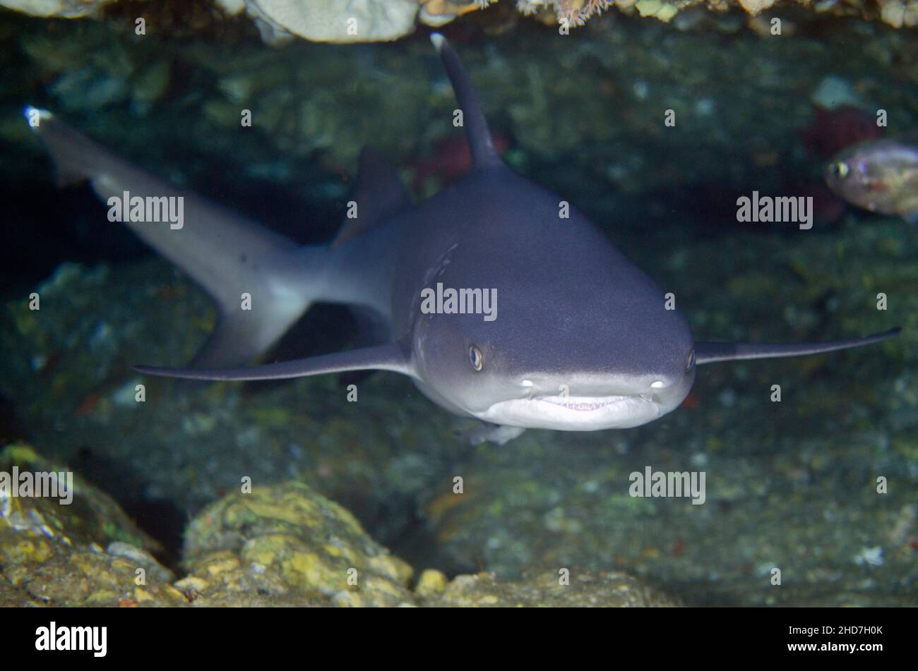 Whitetip Reef Shark (Triaenodon obesus), Biaha dive site, Candidasa, Bali, Indonesia. Stock Photo