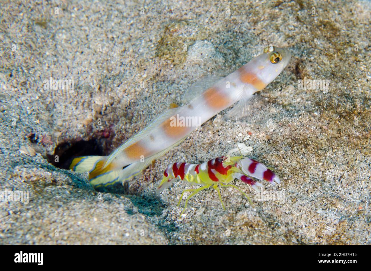 Flagtail Shrimpgoby (Amblyeleotris yanoi) with Randall's Snapping Shrimp (Alpheus randalli), where the shrimp who are natural burrowers digs and Stock Photo
