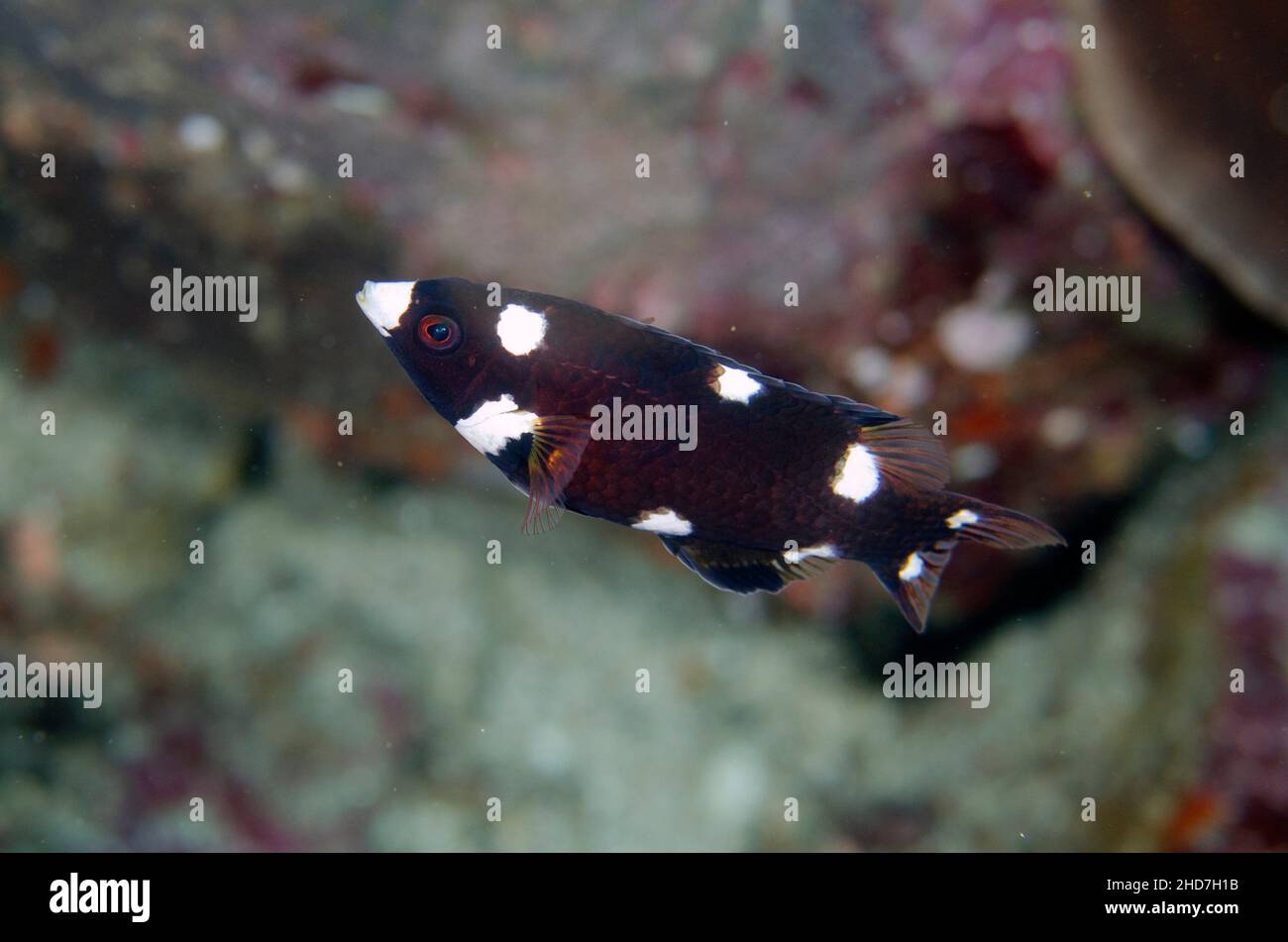 Juvenile Axilspot Hogfish (Bodianus axillaris), Gili Tepekong dive site, Candidasa, Bali, Indonesia. Stock Photo