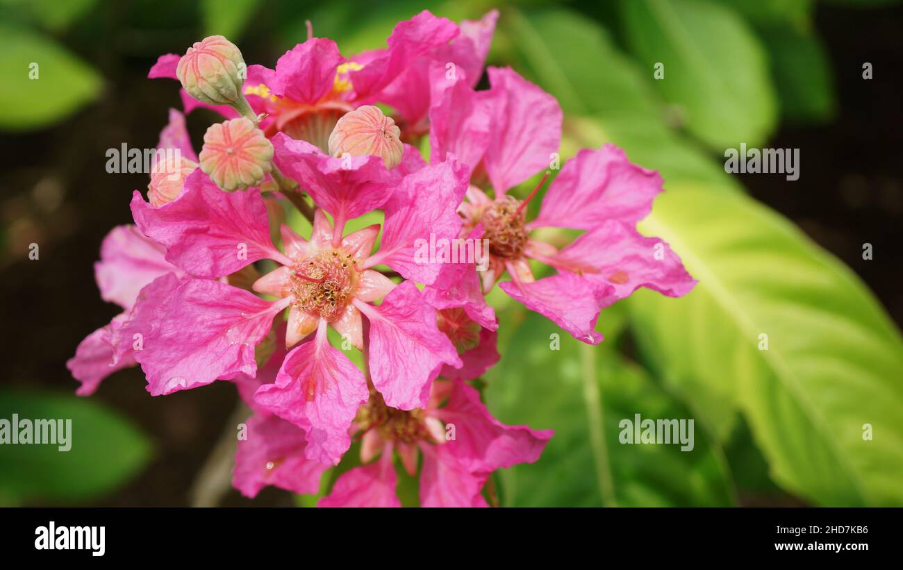 Close-up photos of Lythraceae flower Stock Photo