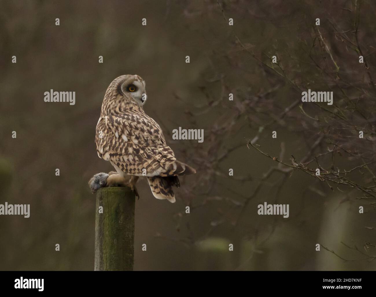 A wild Short Eared Owl (Asio flammeus) on a wooden post with a vole, Norfolk Stock Photo