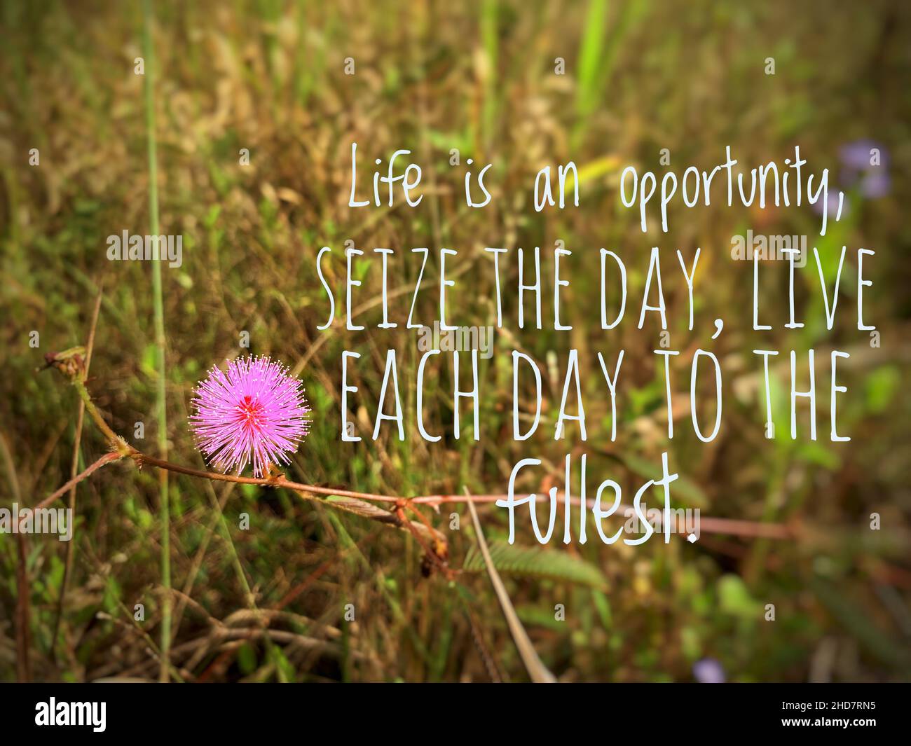Inspirational and motivational quotes - Life is an opportunity, seize the  day, live each day to the fullest. Pink flower and blurred garden  background Stock Photo - Alamy, image size:1300x1065