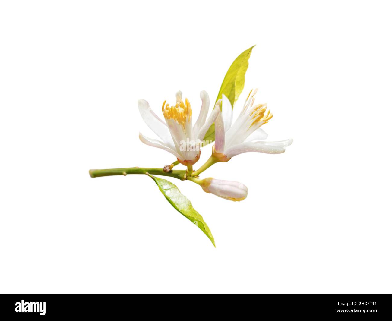Lemon tree branch with white flowers, buds and leaves isolated on white. Neroli blossom. Citrus bloom. Stock Photo