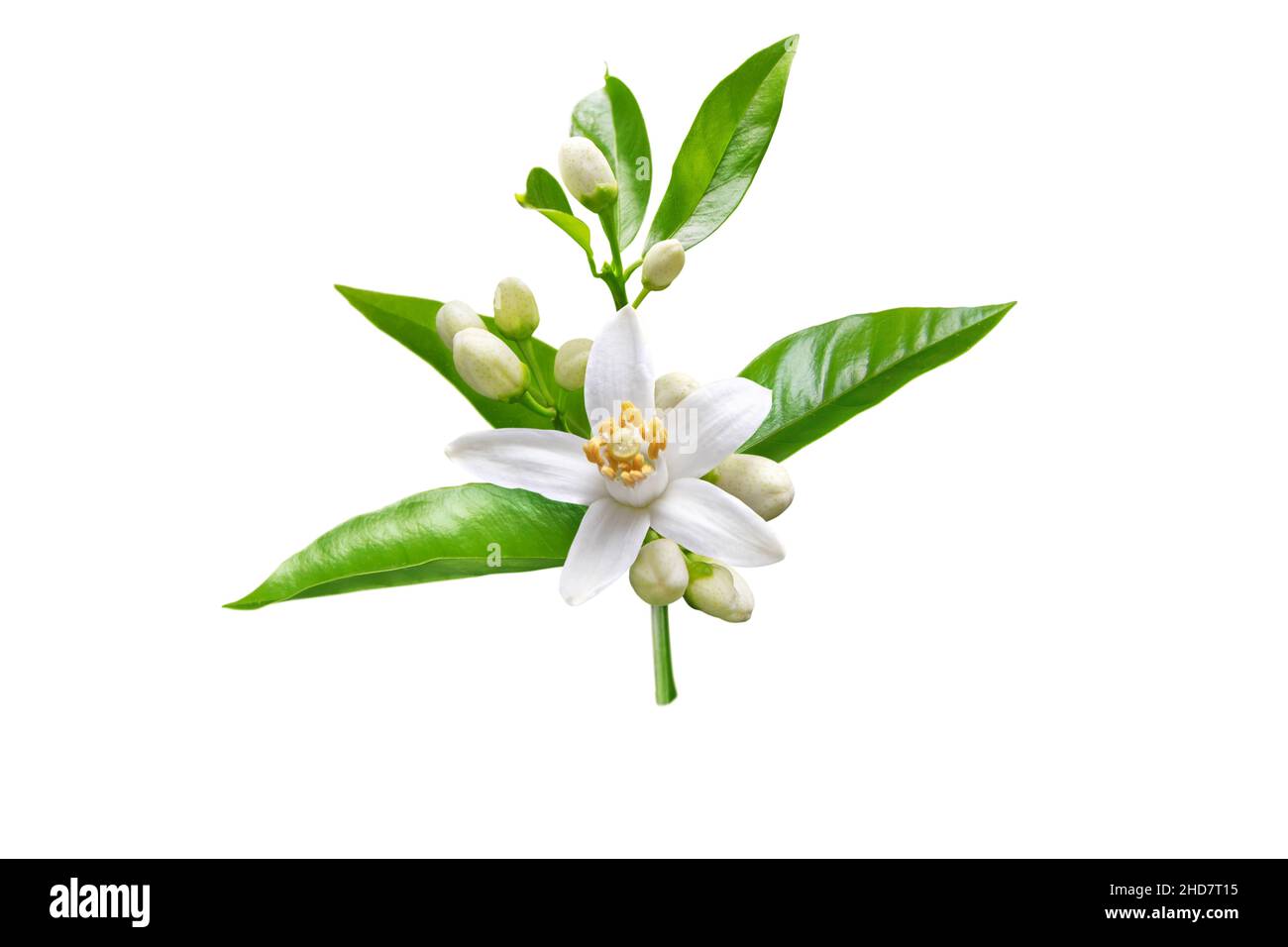 Orange blossom branch with white flowers, buds and leaves isolated on white. Neroli citrus bloom. Stock Photo