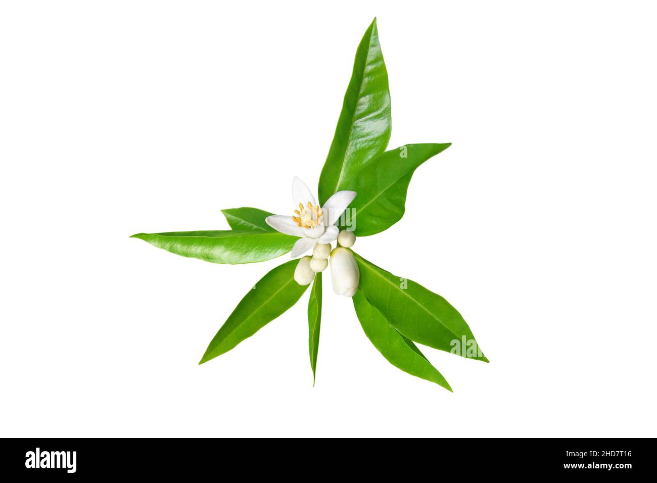 Citrus bloom. Orange tree branch with white flowers, buds and leaves isolated on white. Neroli blossom. Stock Photo