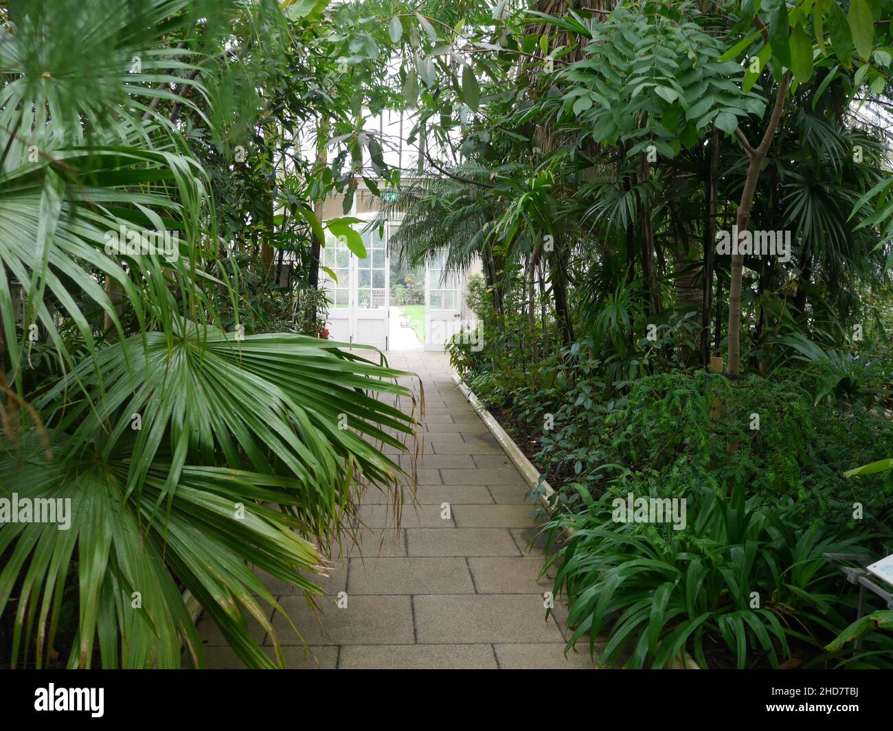 Walkway with Palm plants on each side at the Temperate glass house in Kew Gardens near Richmond London Stock Photo