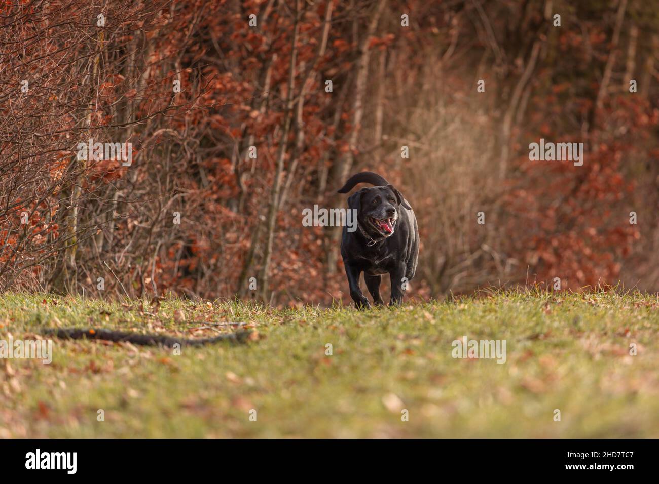 Portrait of an elderly labrador retriever dog running happily across an autumnal meadow Stock Photo