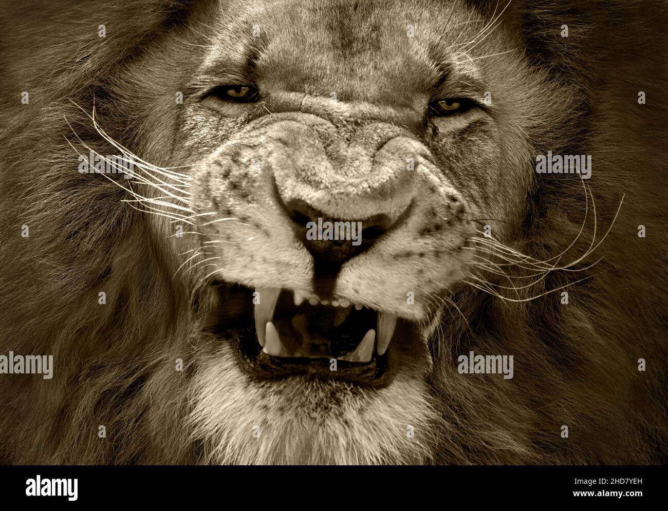 Close up shot of male lion looking highly aggressive. Serengeti toning conversion. Stock Photo