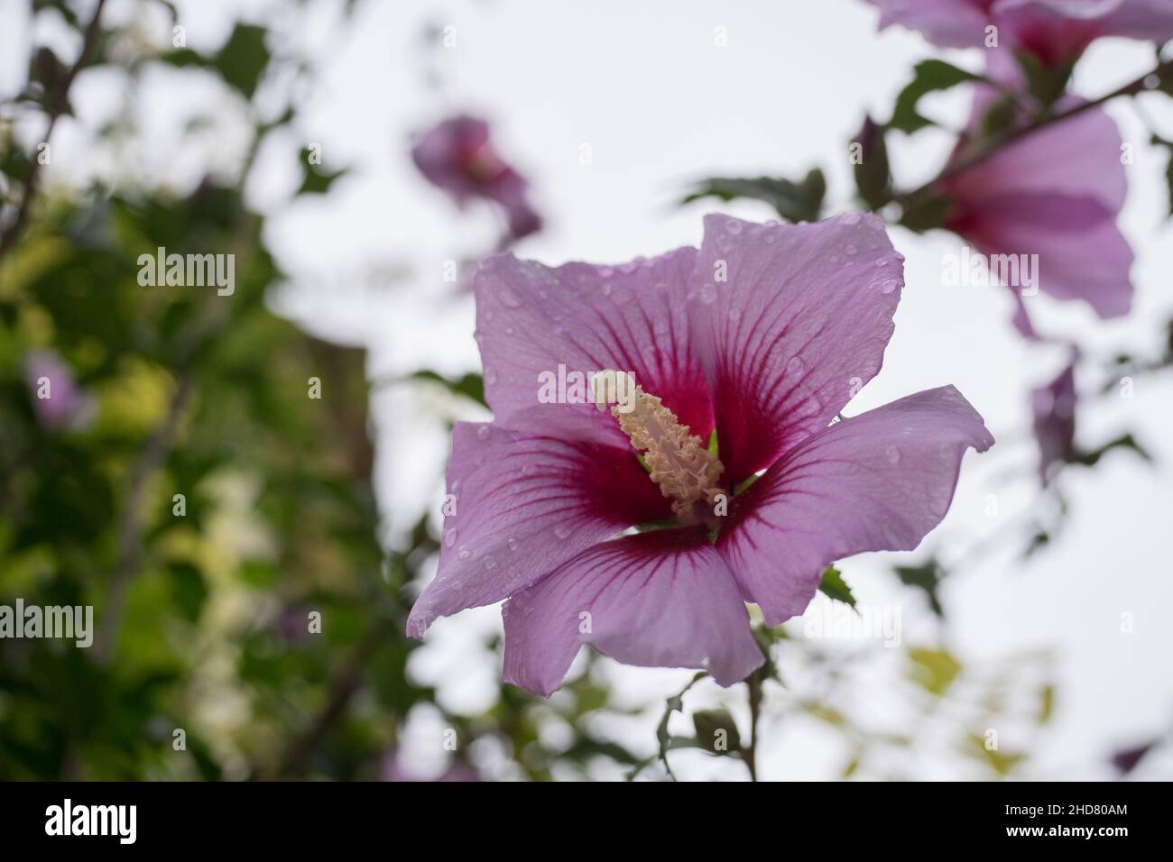 Closeup of a purple petal flower hibiscus syriacus Stock Photo