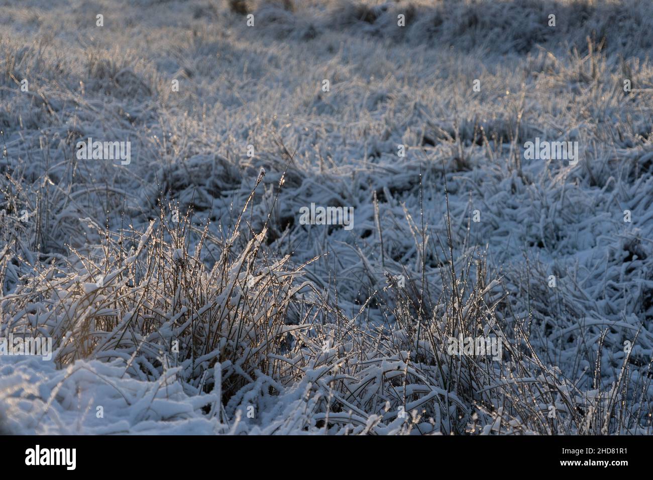 Snow covered moorland grasses Stock Photo