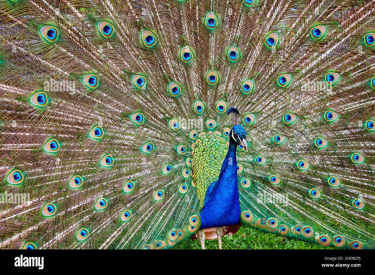 Close up of an indian peacock, Pavo cristatus, with its tail feathers raised in display. Stock Photo