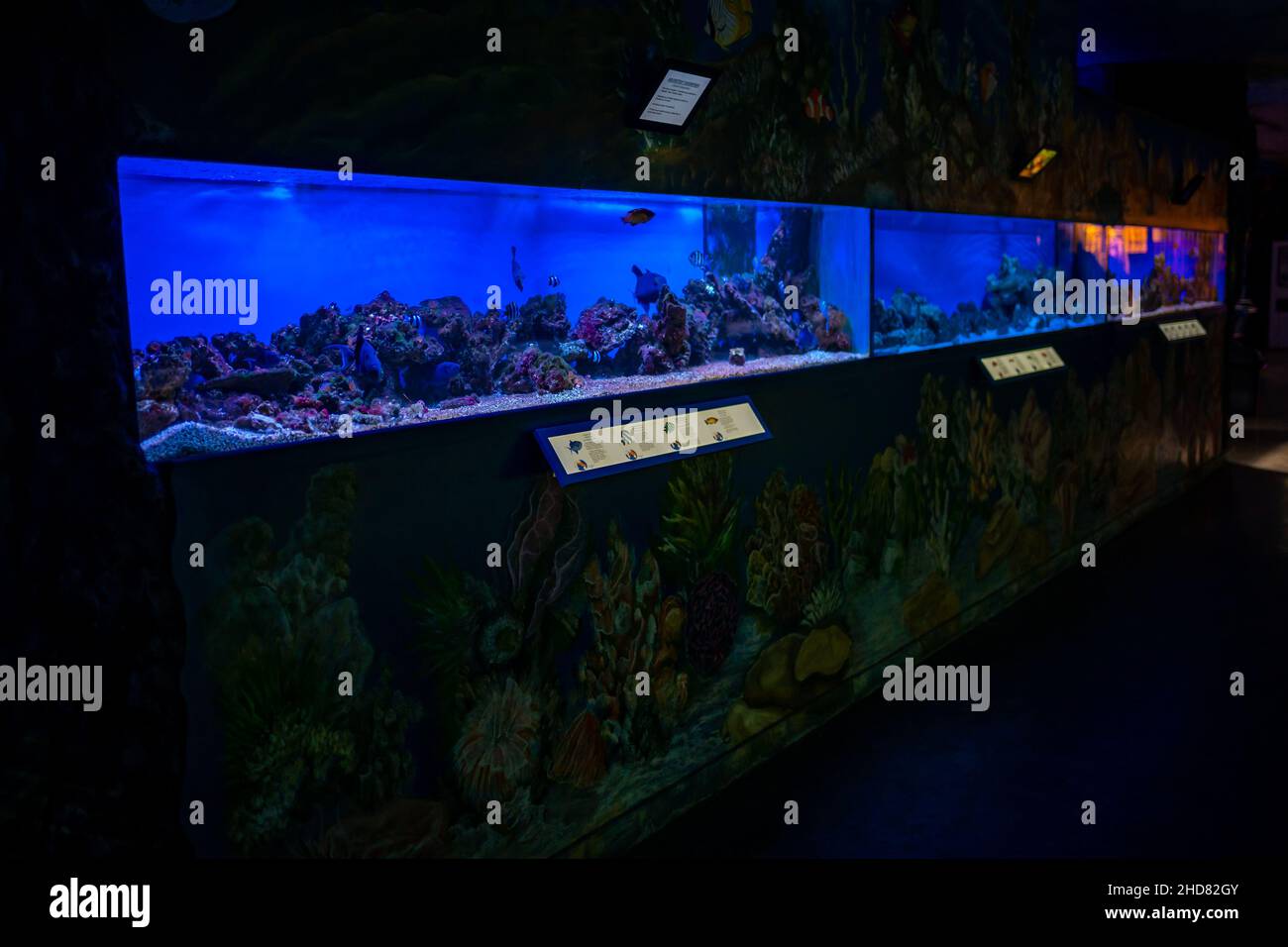 Prague, Czech Republic - January 2, 2022: Beautiful aquarium with different types of fish and corals in the neon light in Prague, Czech republic Stock Photo