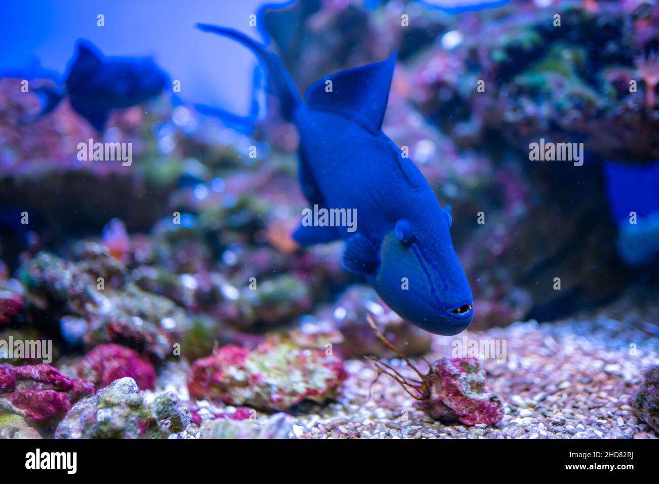 Beautiful aquarium with blue fish and corals in the neon light in Prague, Czech republic Stock Photo