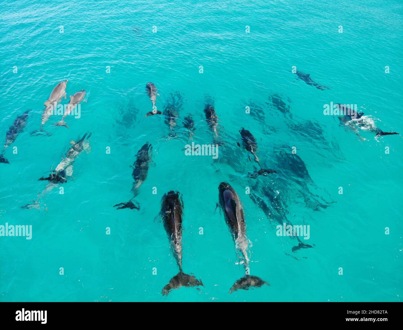 Created by dji camera, in Esperance Western Australia, a group of dolphins in the ocean Stock Photo