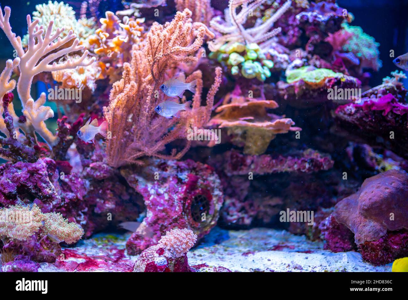 Beautiful aquarium with different types of fish and corals in the neon