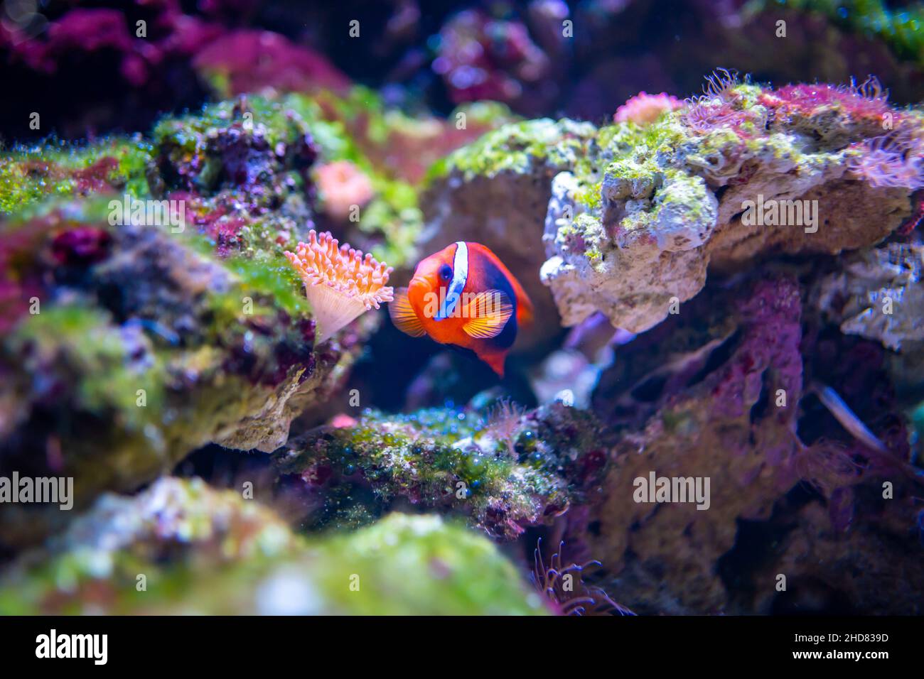 Beautiful aquarium with different types of fish and corals in the neon light in Prague, Czech republic Stock Photo