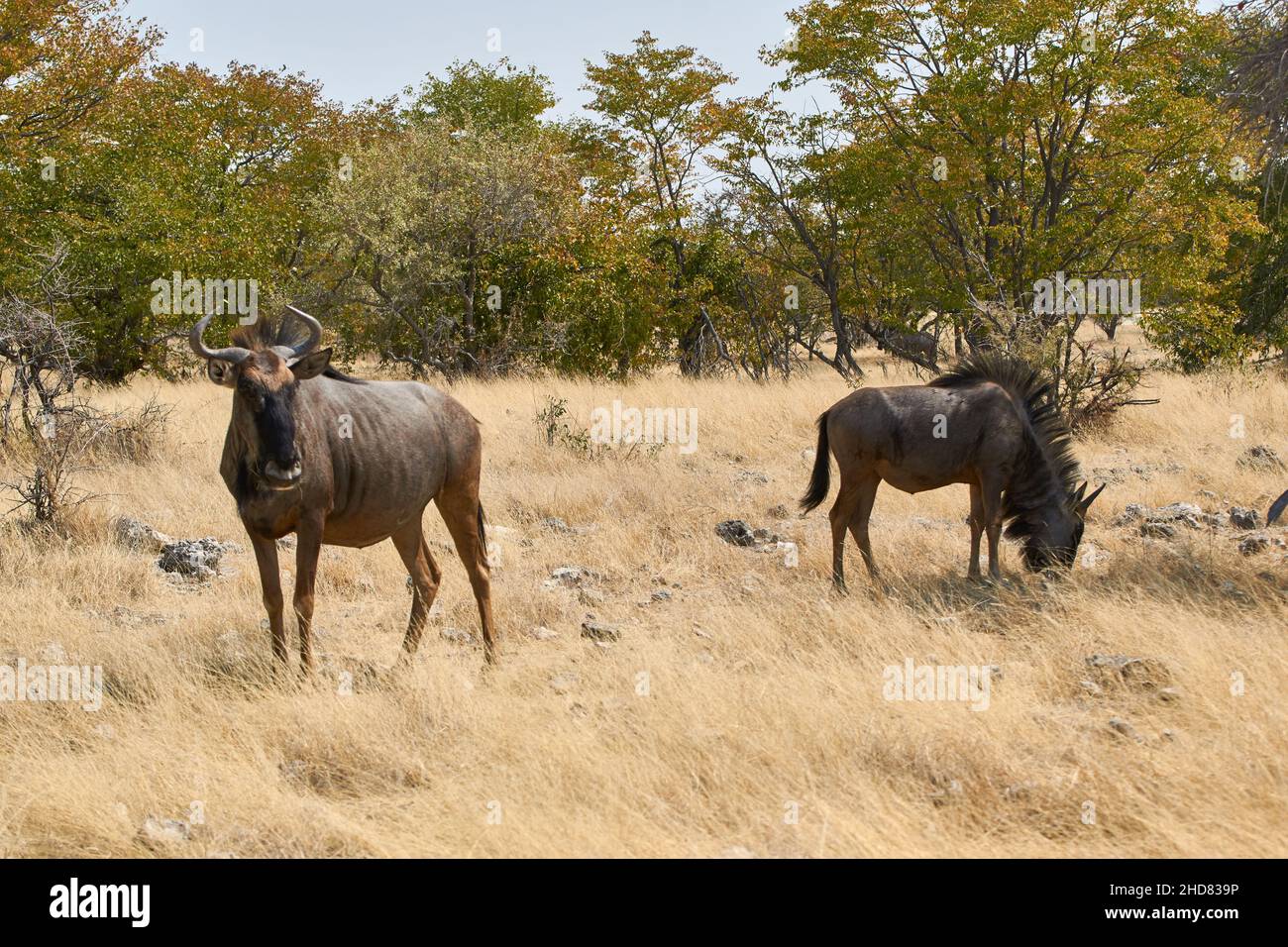 Two Blue Wildebeest (Connochaetes taurinus) grazing at Etosha National Park, Namibia. African safari animals in the wild. Stock Photo