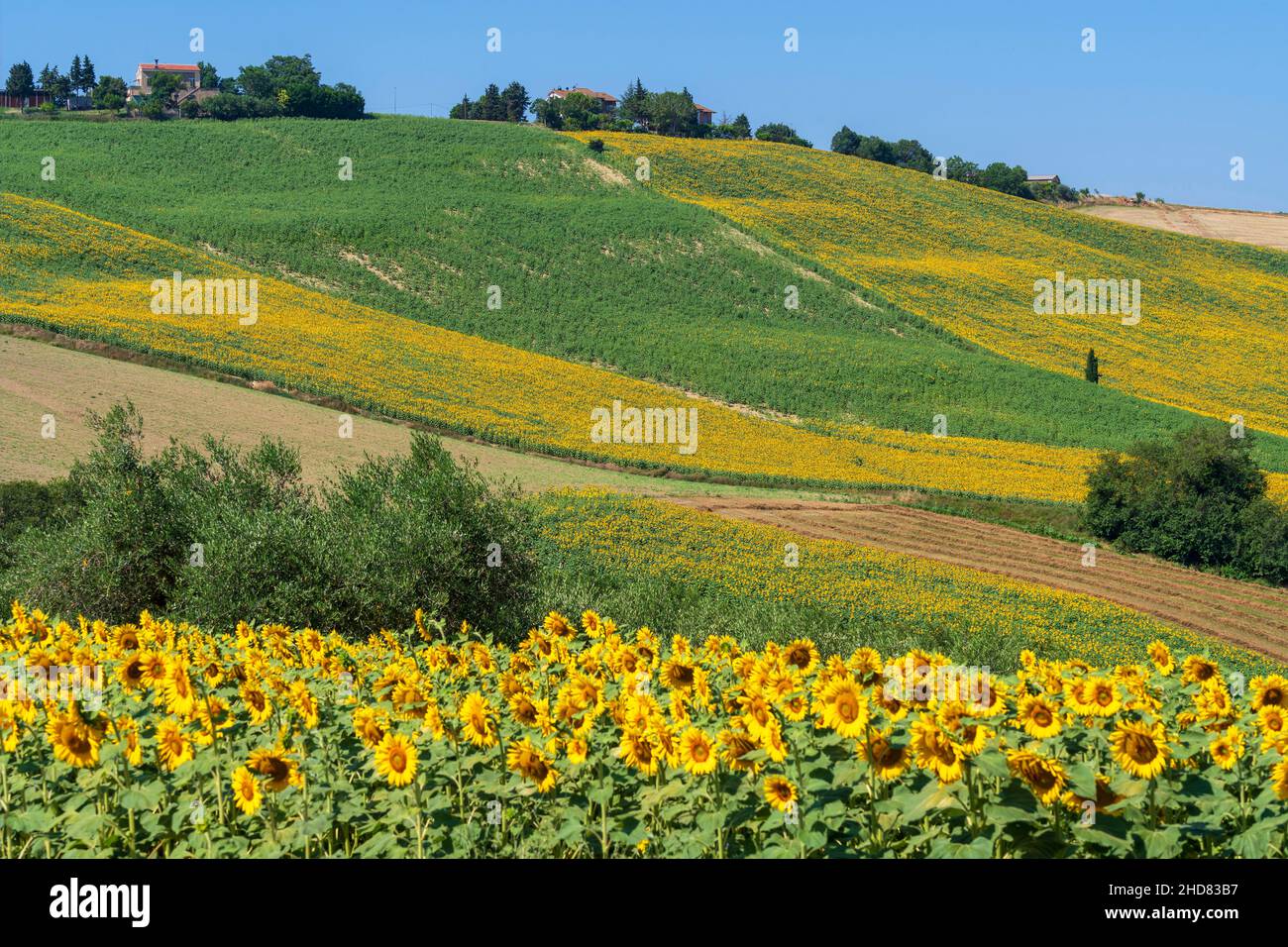 Countryside, Field of Sunflowers, Corridonia, Marche, Italy, Europe Stock Photo