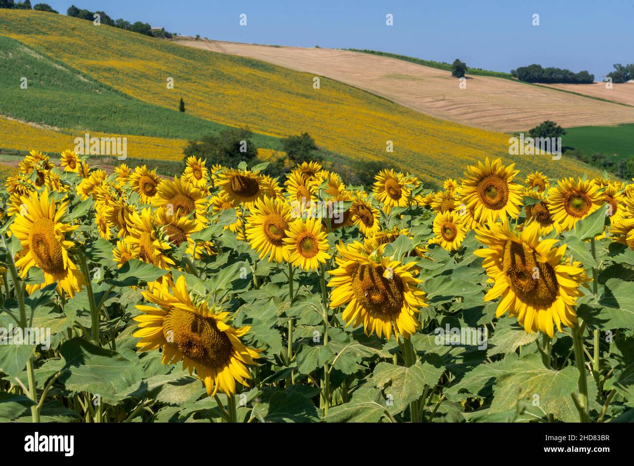 Countryside, Field of Sunflowers, Corridonia, Marche, Italy, Europe Stock Photo