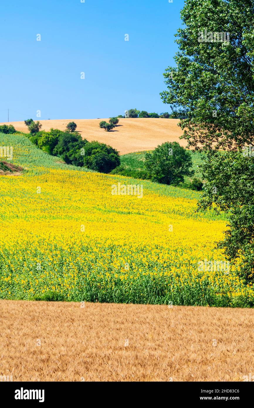 Wheat fields and sunflowers, Corridonia, Marche, Italy, Europe Stock Photo