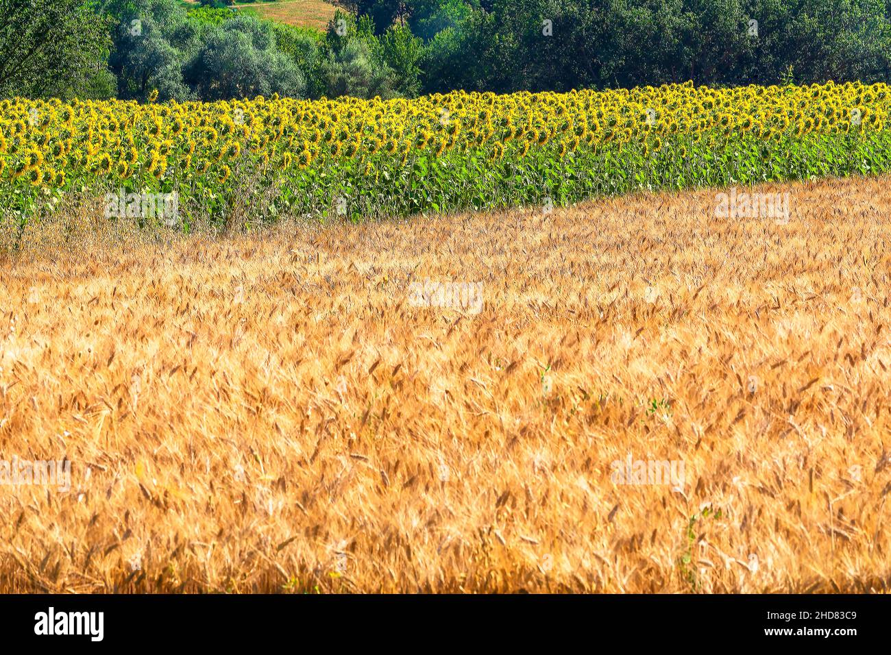 Wheat fields and sunflowers, Corridonia, Marche, Italy, Europe Stock Photo