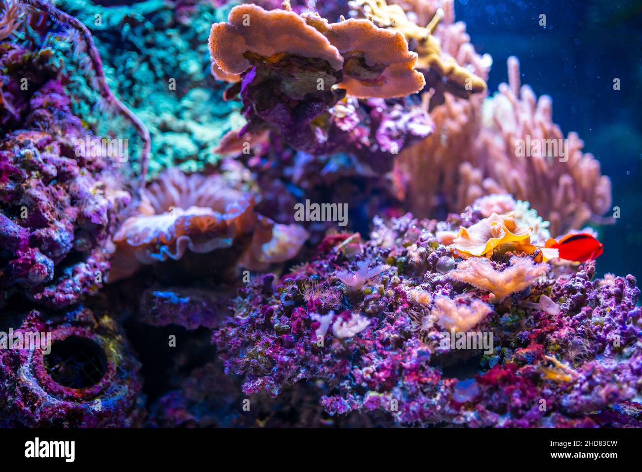 Beautiful aquarium with different types of fish and corals in the neon light in Prague, Czech republic Stock Photo