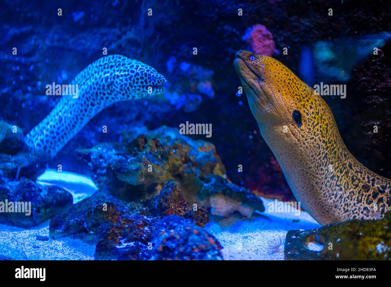 Beautiful aquarium with different types of moray and corals in the neon light in Prague, Czech republic Stock Photo