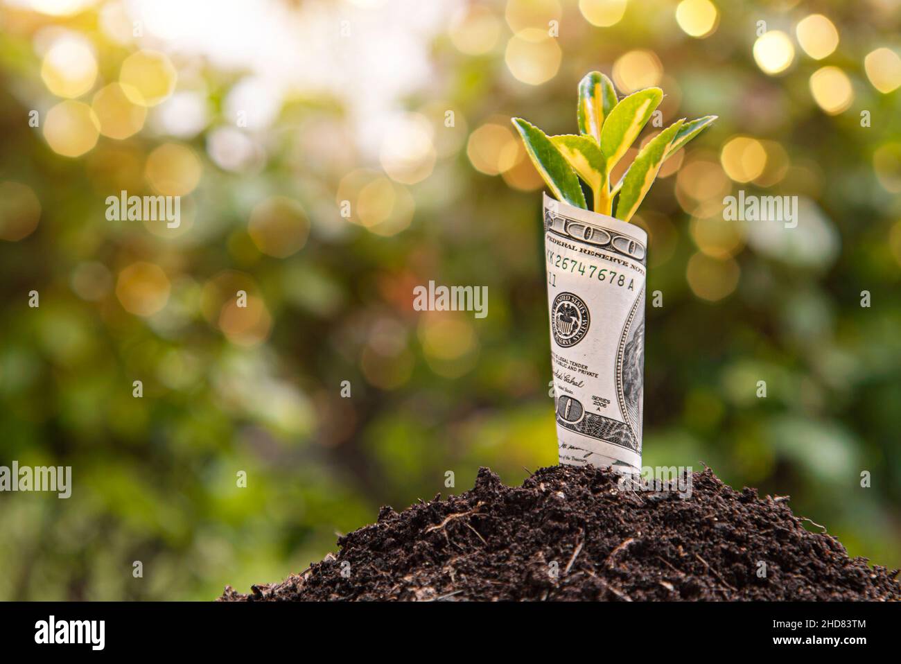 Economic Growth symbol one hundred dollar bill with a plant or leaf growing out of the earth with blurred green background Stock Photo