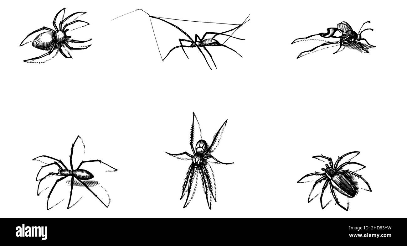 Black silhouettes set of Spiders, spider icon isolated on white background. Top, side and front view Stock Vector
