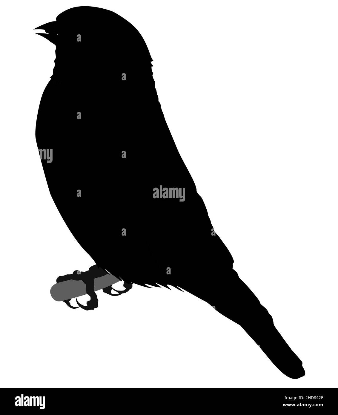 Black Silhouette of a bird standing on a tree Branch, Sparrow on a twig