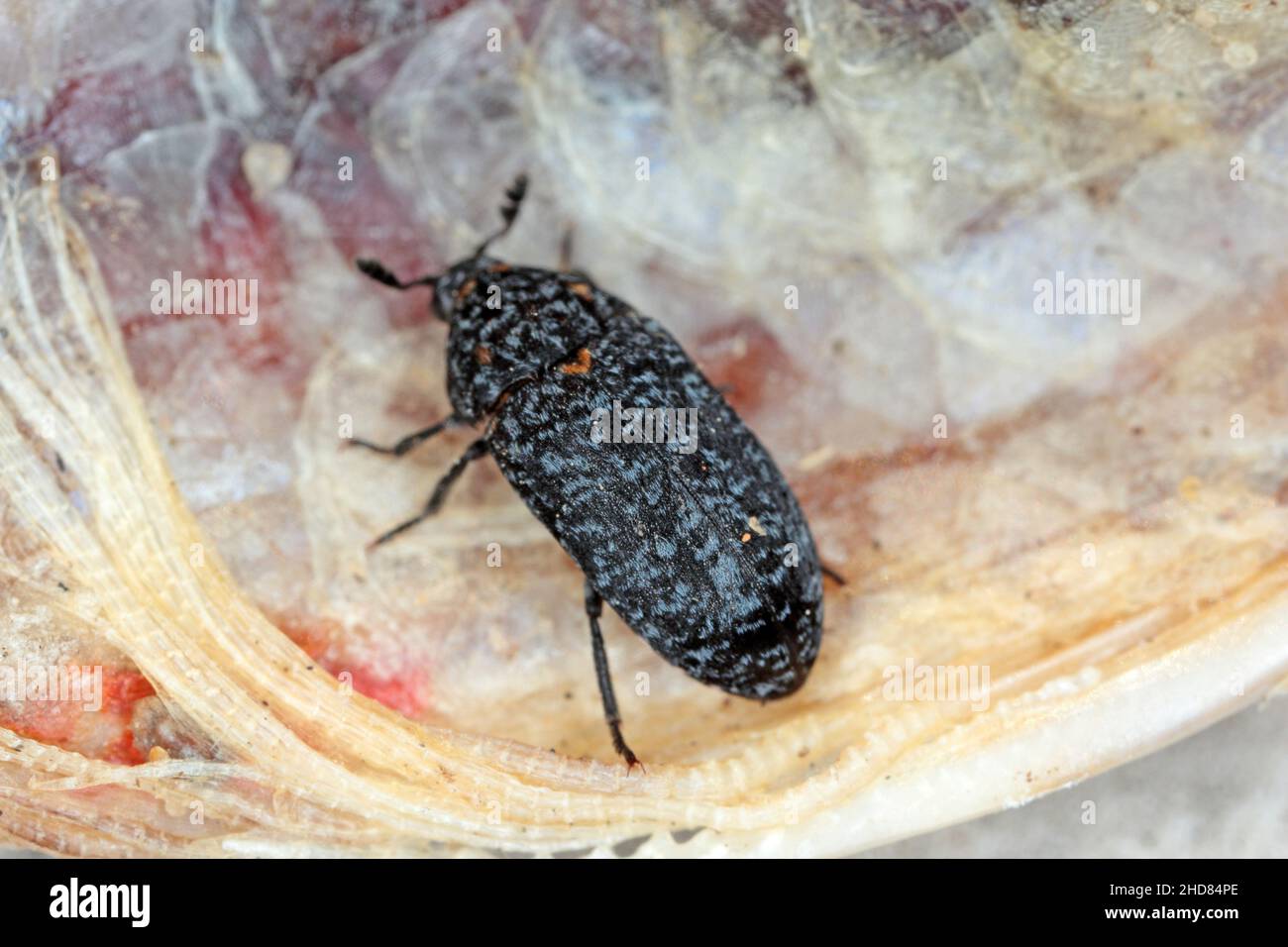 Dermestes murinus from the family Dermestidae a skin beetles. Beetle on ...