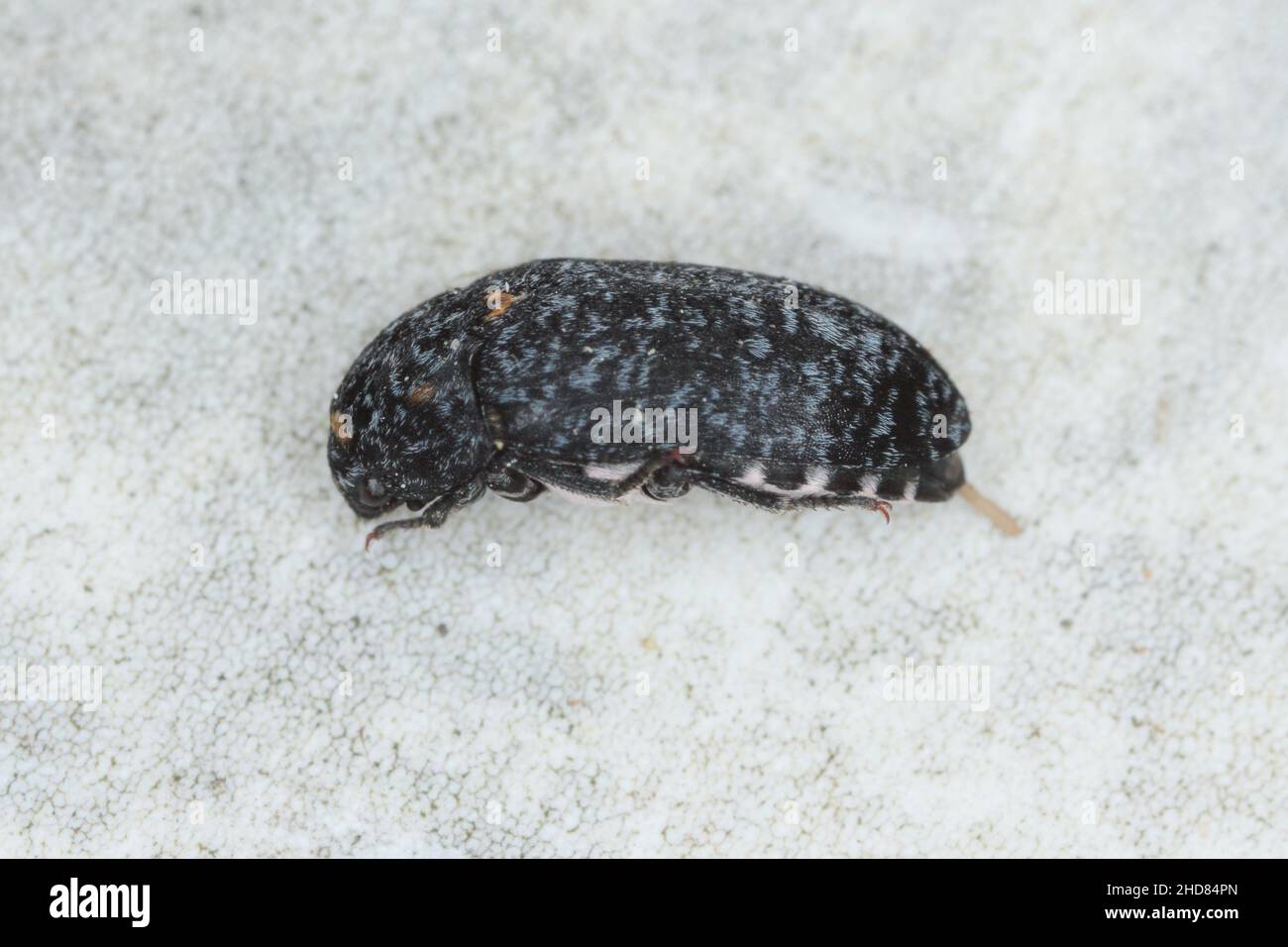Dermestes murinus from the family Dermestidae a skin beetles. Stock Photo