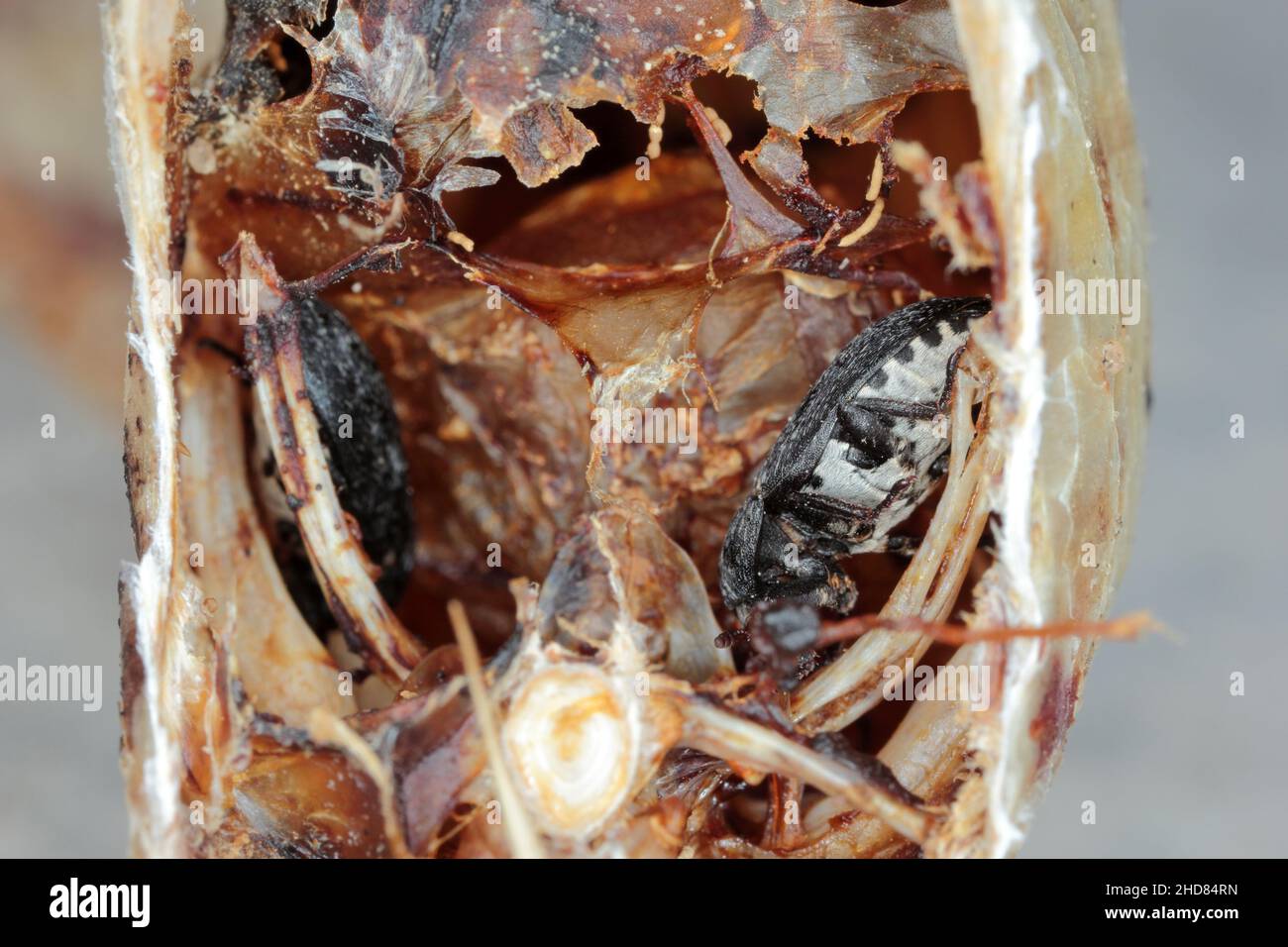 Dermestes murinus from the family Dermestidae a skin beetles. Beetle on dead fish. Stock Photo