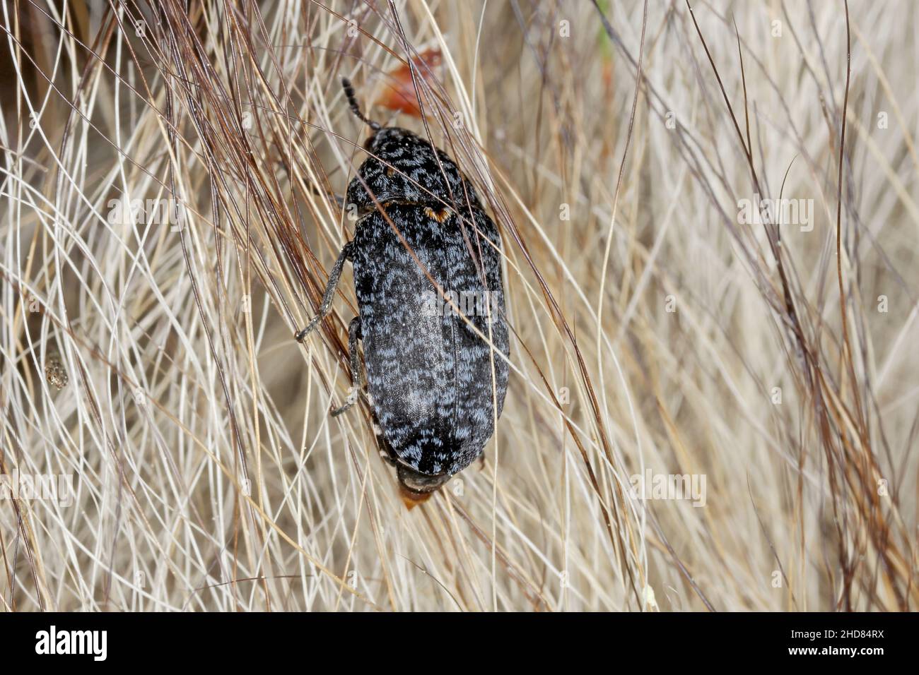 Skin beetle Dermestes murinus from the family Dermestidae. A beetle