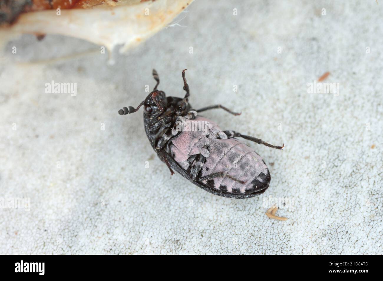 Dermestes murinus from the family Dermestidae a skin beetles Stock ...