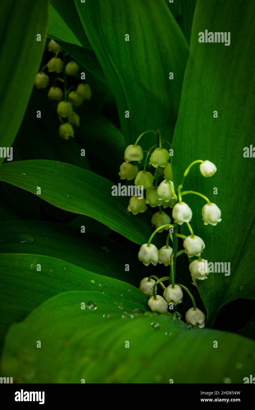 Lilies of the valley bloom in a shady spring garden Stock Photo