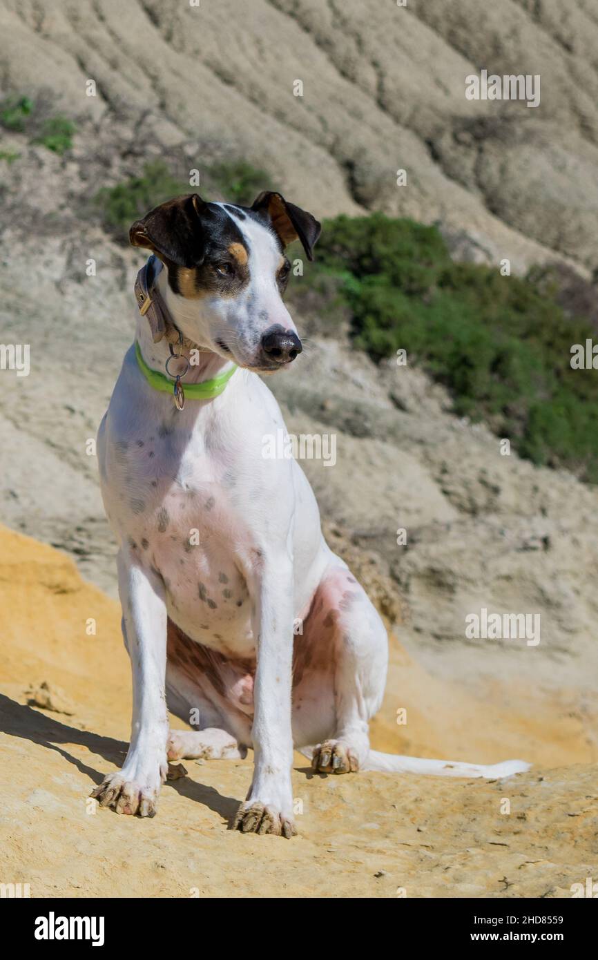 Fox terrier x cheap