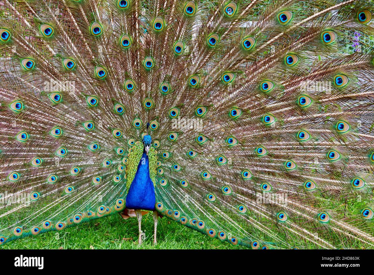 Close up of an Indian peacock, Pavo cristatus, with its tail feathers raised in display. Stock Photo