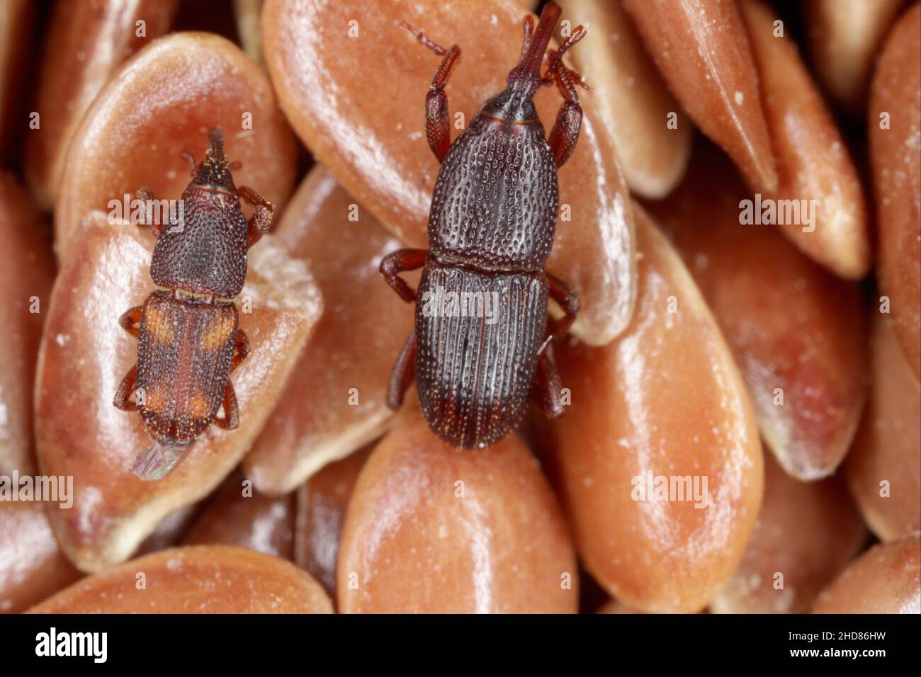 Wheat weevil Sitophilus granarius and rice weevil Sitophilus oryzae (a stored product pests) on flax seeds. High magnification. Stock Photo