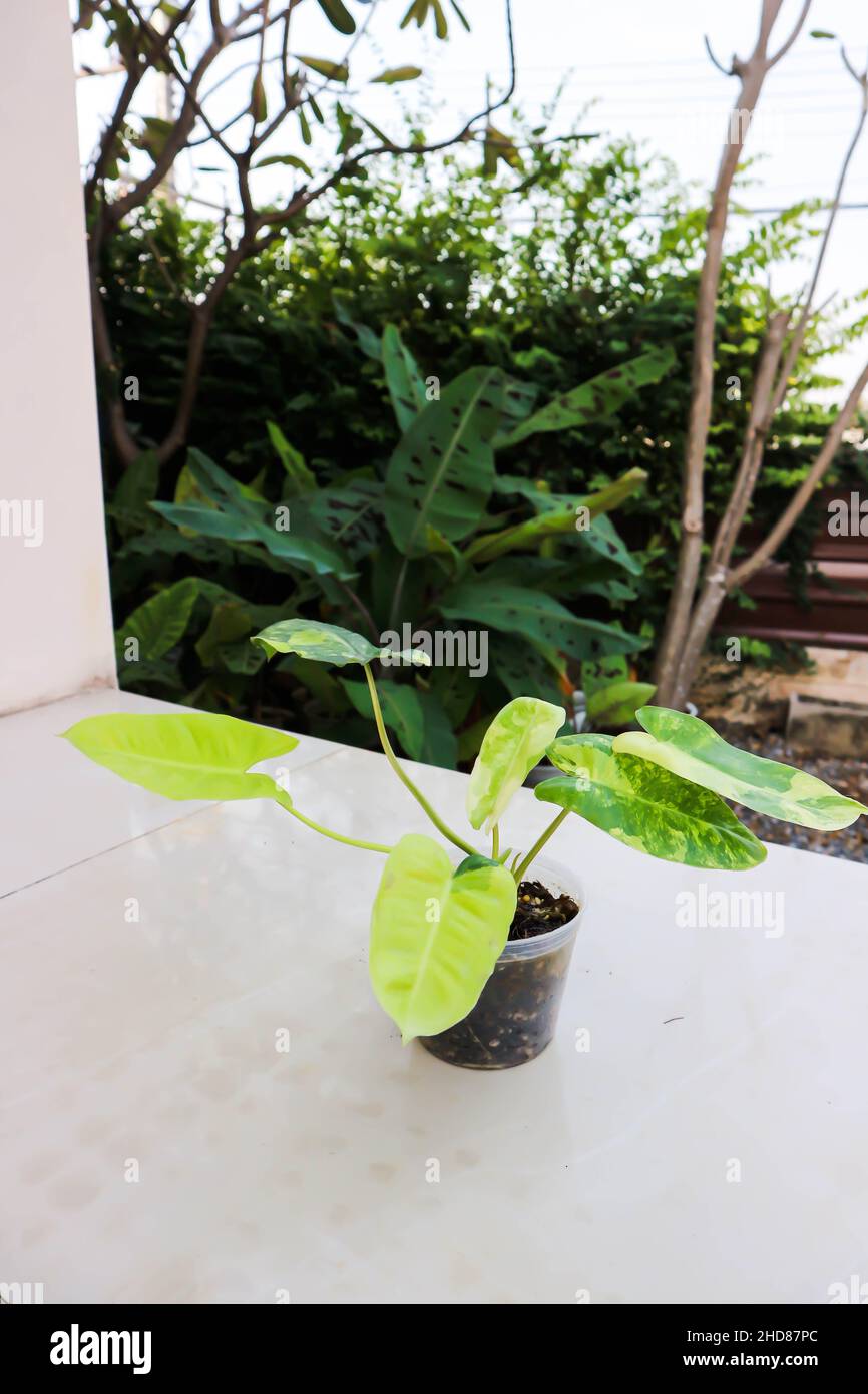 Philodendron Burle Marx Variegated, Philodendron or ARACEAE plant Stock Photo Alamy