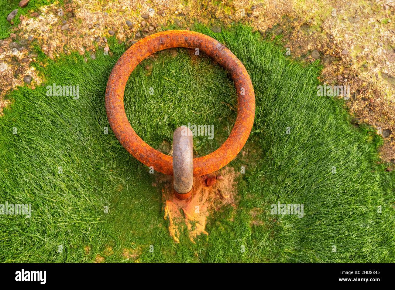 A rusty iron mooring ring surrounded by a type of seaweed, on the jetty at the ferry in Glenelg, Scotland. Stock Photo