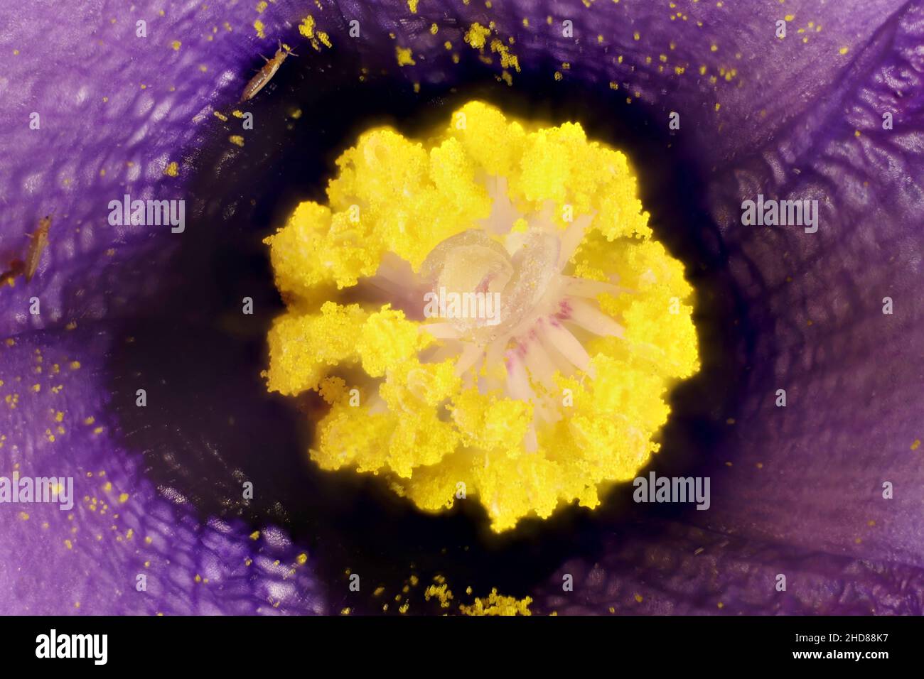 Super-macro view of isolated Australian native Hibiscus (Alyogyne huegelii) flower Stock Photo