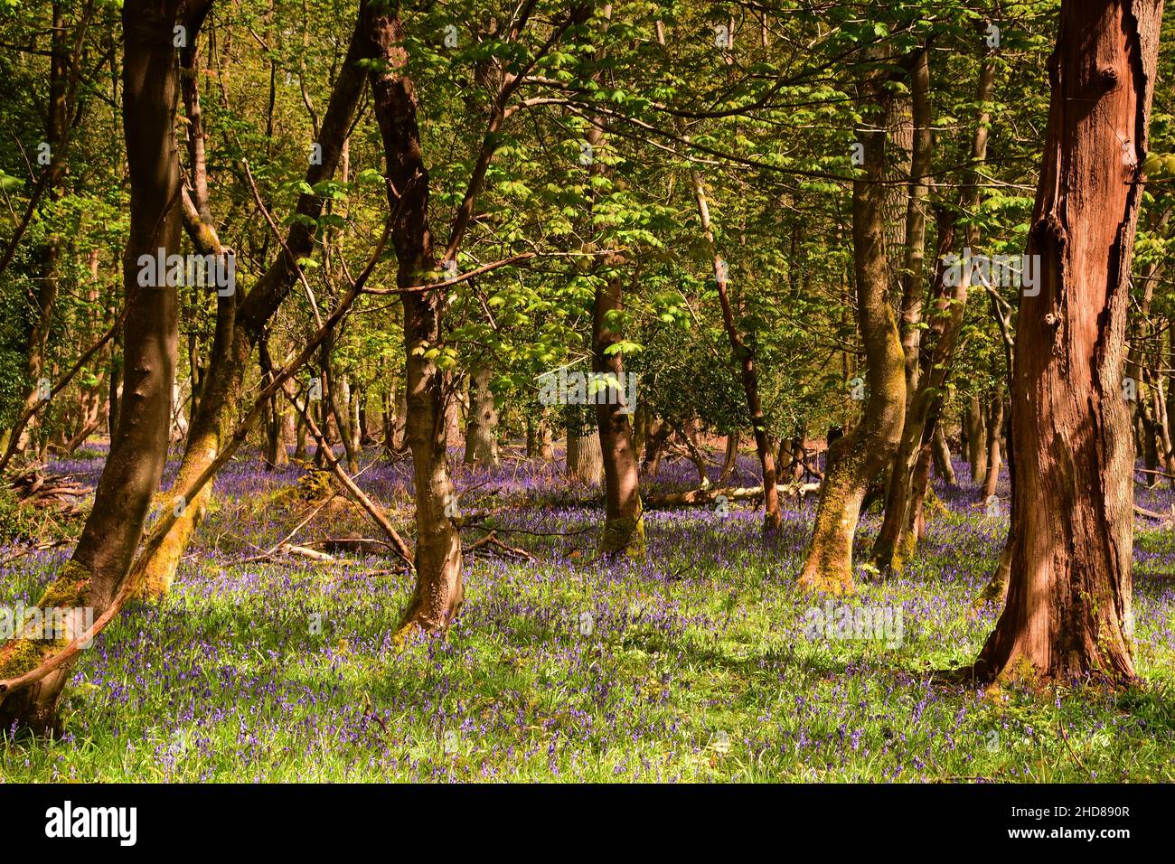 Bluebell Woods at the Ashridge Estate, Hertfordshire, England Stock Photo