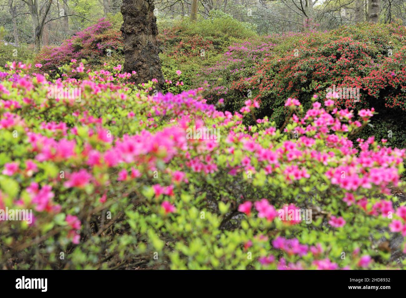 Colorful Azaleas flower beds at Isabella Plantation, ornamental